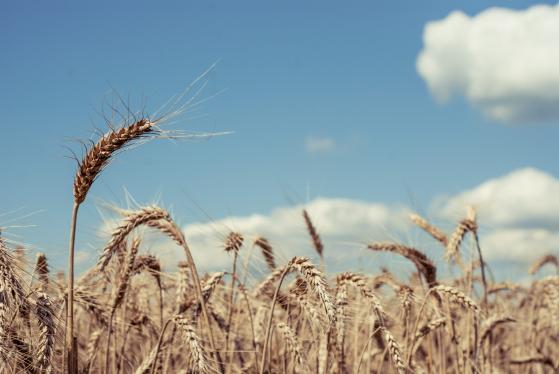 Analyse : les prises de bénéfices et les inquiétudes météorologiques entraînent une baisse du soja, du maïs et du blé