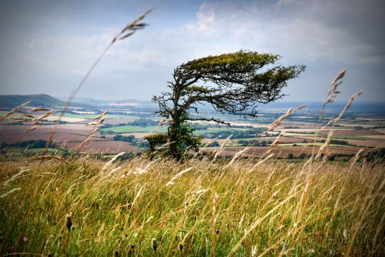 L’arbre américain plie mais ne rompt pas (encore)