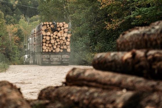 Déforestation importée : les entreprises dans le viseur de l’UE