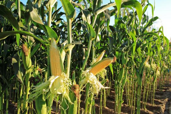 La chute des prix du maïs s’accélère avant le rapport WASDE