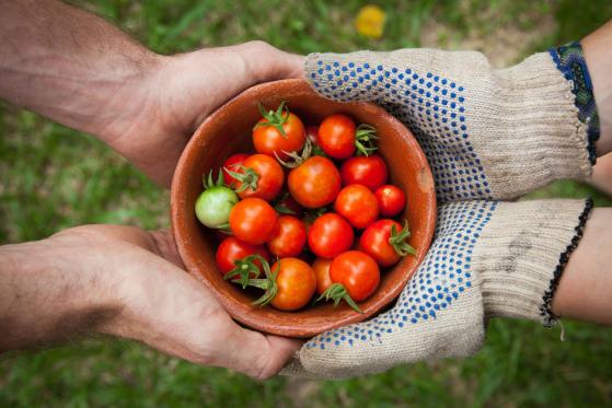 Le stock d’Edible Garden a presque doublé selon le rapport sur les résultats du premier trimestre