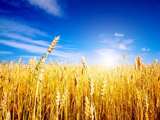 Prévisions du prix du blé : les hedge funds toujours courts à l’ère de l’abondance