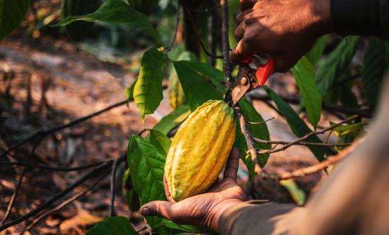 Cacao : une flambée des prix sans précédent